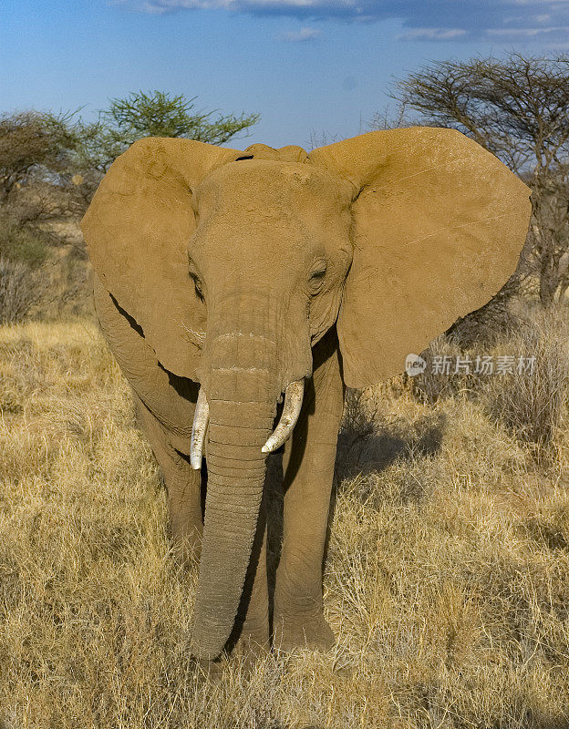 非洲丛林象或非洲草原象(Loxodonta africana)是两种非洲象中较大的一种。肯尼亚桑布鲁国家保护区。